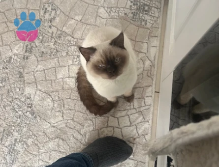 British Oğluşuma  kızçe Arıyorum