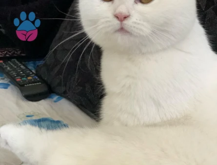 British shorthair 1 Yaşında Acil Eş Arıyorum