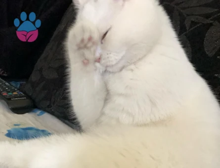British shorthair 1 Yaşında Acil Eş Arıyorum