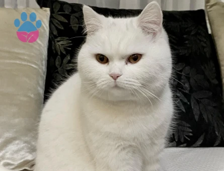 British shorthair 1 Yaşında Acil Eş Arıyorum