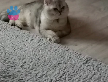 Brtitish Shorthair Kedime es Arıyorum 1 Yaşında