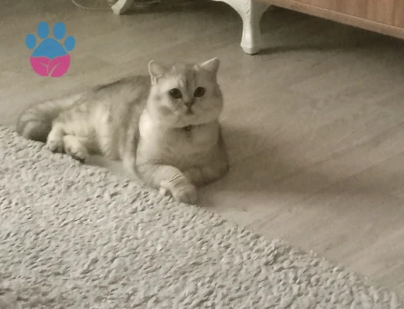 Brtitish Shorthair Kedime es Arıyorum 1 Yaşında