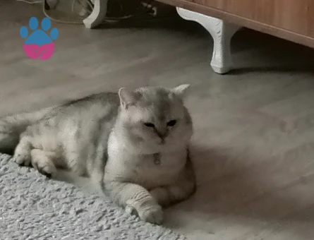 Brtitish Shorthair Kedime es Arıyorum 1 Yaşında