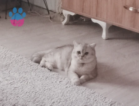 Brtitish Shorthair Kedime es Arıyorum 1 Yaşında