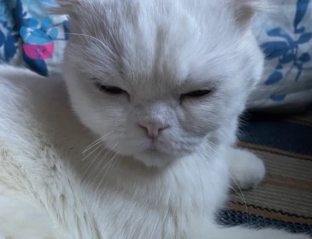 Scottish Fold 1 Yaşında Kedim Eş Arıyor