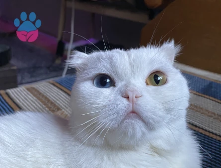 Scottish Fold 1 Yaşında Kedim Eş Arıyor