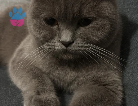 British Shorthair 1 Yaşında Eş Arıyor