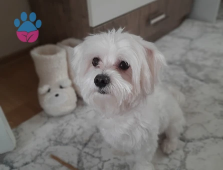 2 yaşındaki oğluma eş arıyorum