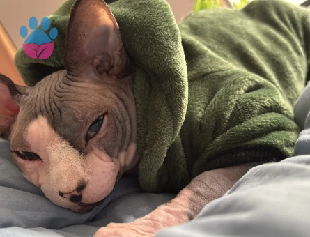 Kedimizi eşleştirmek istiyoruz çiftleşme geçmişi var tecrübeli