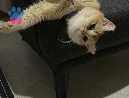 Golden Ny11 Kedim Eş Arıyor