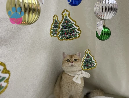 Golden Ny11 Kedim Eş Arıyor