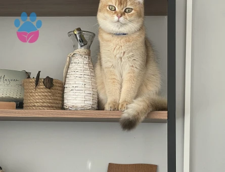 Golden Ny11 Kedim Eş Arıyor