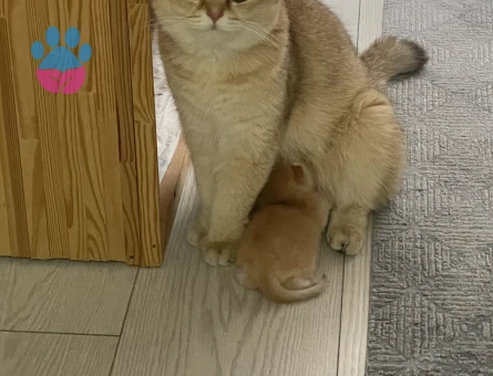 Golden Ny11 Kedim Eş Arıyor