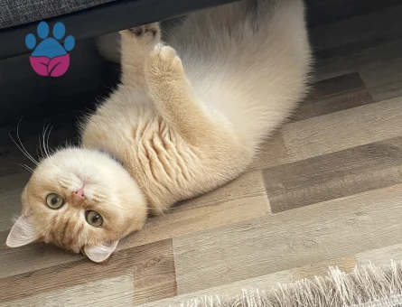 Golden Ny11 Kedim Eş Arıyor