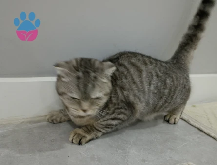 Scottish Fold Kızıma Eş Arıyorum