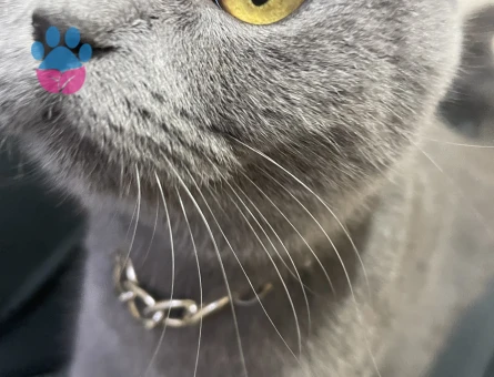 British Shorthair Dişi Kedi Kızgınlıkta