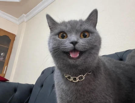 British Shorthair Dişi Kedi Kızgınlıkta - 118982579