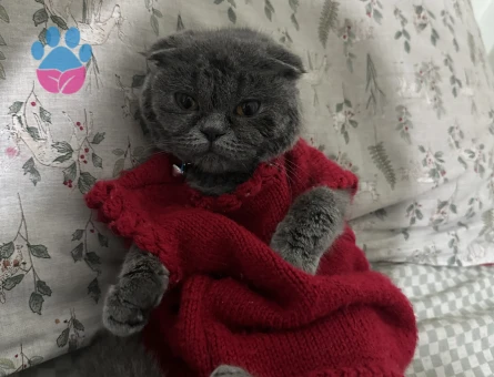 British Shorthair 1 Yaşında Eş Arıyor