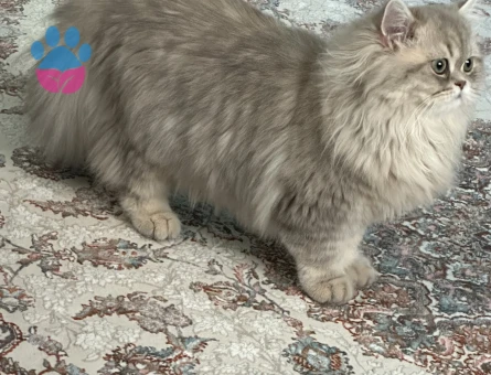 british longhair - shorthair dişi eş arama