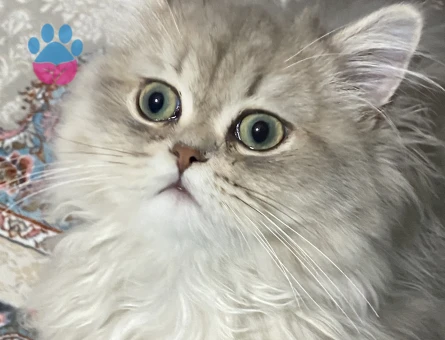 british longhair - shorthair dişi eş arama