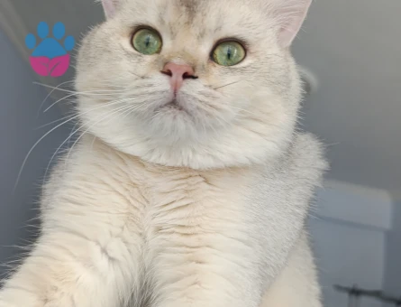 Oğlumuza eş arıyoruz