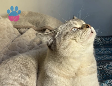 15 aylık British Shorthair Erkek