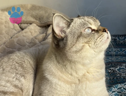 15 aylık British Shorthair Erkek