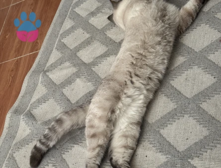 15 aylık British Shorthair Erkek