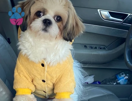 OĞLUMA BİR EŞ ARIYORUM