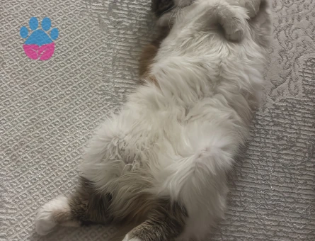 1 yaşında dişi kırma kedi (Mia)