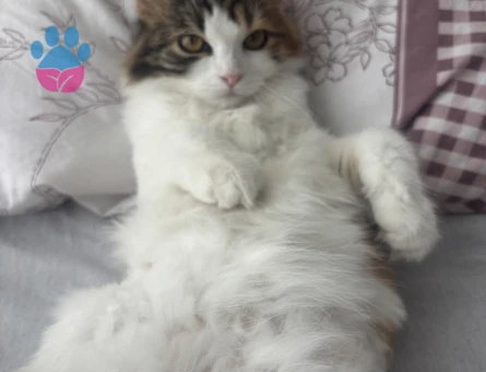 1 yaşında dişi kırma kedi (Mia)