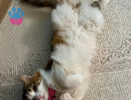 1 yaşında dişi kırma kedi (Mia)