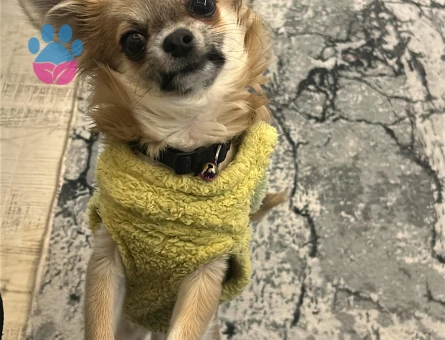 Chihuahua Dişi eş arıyoruz