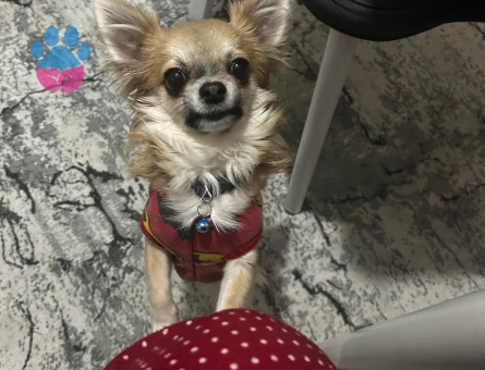 Chihuahua Dişi eş arıyoruz