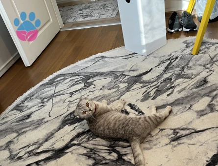 2 Yaşında Dişi Kedime Eş Arıyorum