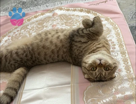 Scotishfold 11 aylık erkek kızgın