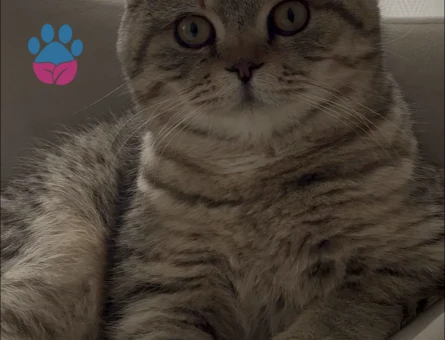 Scotishfold 11 aylık erkek kızgın