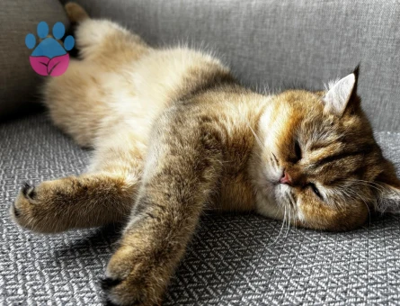 british shorthair dişi kedime damat adayı arıyorumm!