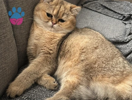 british shorthair dişi kedime damat adayı arıyorumm!