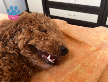 Acil poddle dişi köpek aranıyor