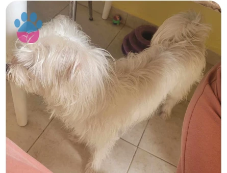 Maltese terier Köpeğim Kızgınlıkta Eş Arıyor