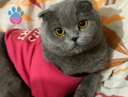 Scottish Fold 4 Yaşında Kedim Eş Arıyor