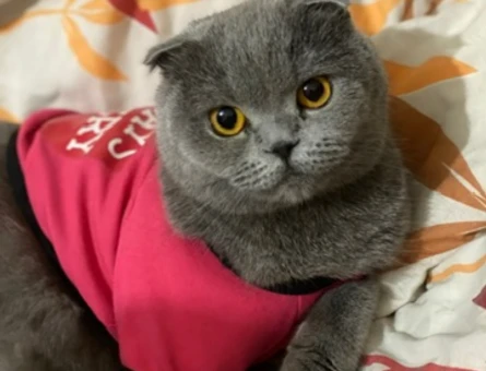 Scottish Fold 4 Yaşında Kedim Eş Arıyor - 118964319