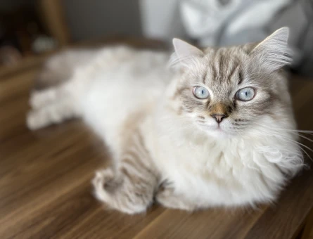 British Longhair Yakışıklı Oğlumuza Eş Arıyoruz - 118964325
