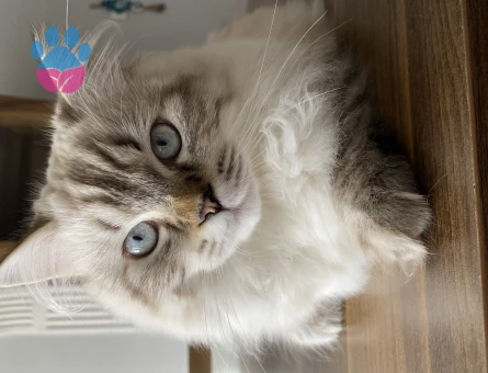 British Longhair Yakışıklı Oğlumuza Eş Arıyoruz