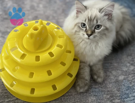 British Longhair Yakışıklı Oğlumuza Eş Arıyoruz