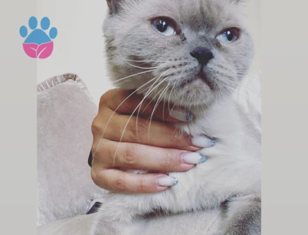 British Shorthair Bluepoint Kızım Eş Arıyor