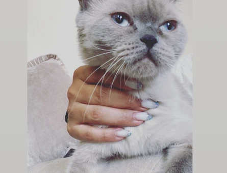 British Shorthair Bluepoint Kızım Eş Arıyor - 118964364