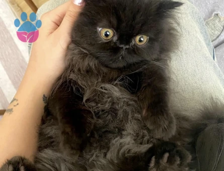 İran Kedisi 1 Yaşında Erkek Kızgınlıkta