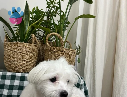 Maltese Terrier 1 Yaşında Eş Arıyor